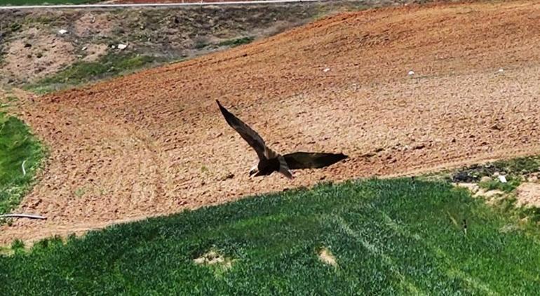 Sazlık ve sulak alanlarda görülüyordu! Kırıkkale'de ortaya çıktı