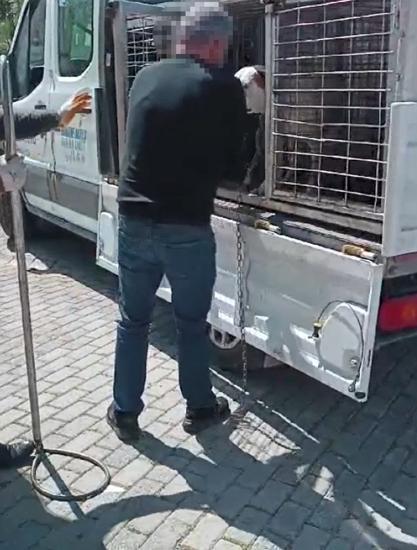 Beylikdüzü'nde pitbull dehşeti kamerada