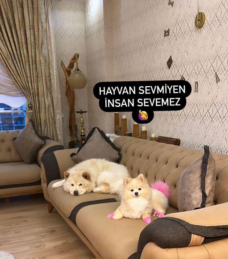 Çin aslanı evdeki diğer köpeği kıskandı sahibini hastanelik etti: Bacağı parçalandı