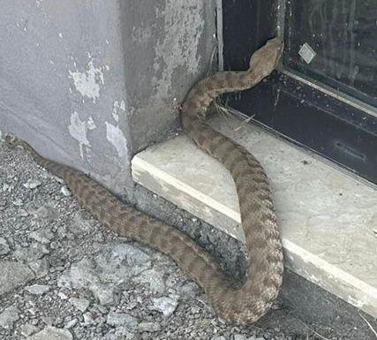 Görüntüler Türkiye'den! 2 metre boyunda yılanların yılan dansı