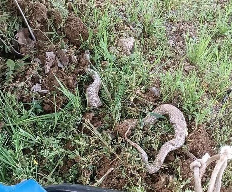 Hatay'da ortaya çıktı! Dev yılanların çiftleşme dansı görüntülendi