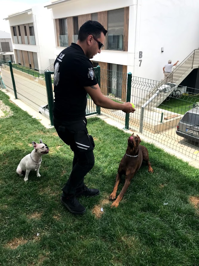 S.I.R K9 Köpek Eğitim Akademisi: Pozitif Eğitim Yöntemleri